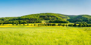Panorama of meadows and rapeseed fields near Merxheim, Naheland, trees, avenue, Panorama of meadows and rapeseed fields near Merxheim, Naheland, trees, avenue,